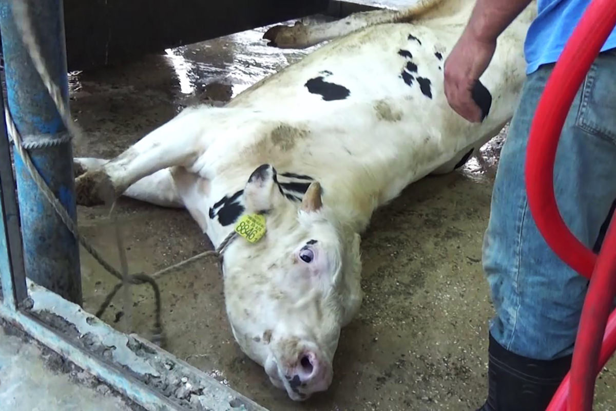 Verdeckt gedrehte Bilder dokumentieren die extremen Qualen, die Rinder beim Export in Drittländer erleiden müssen.