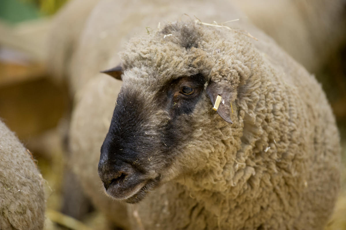 Schafe mit Ohrenmarken_Grüne Woche 2014
